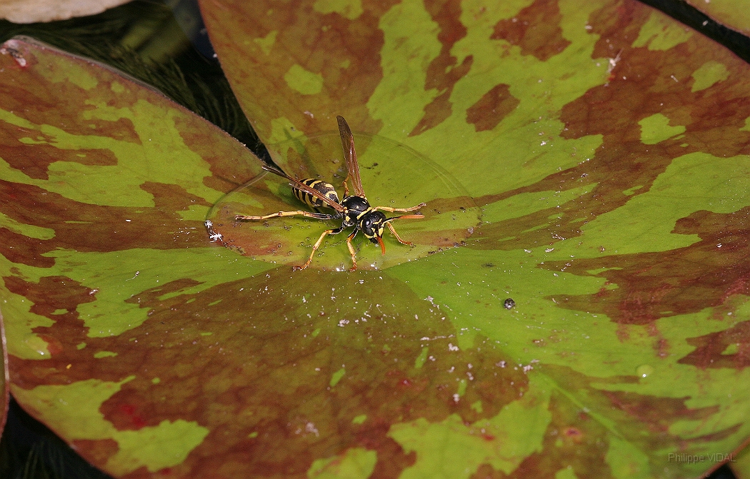 084 - Guepe sur nenuphar.JPG